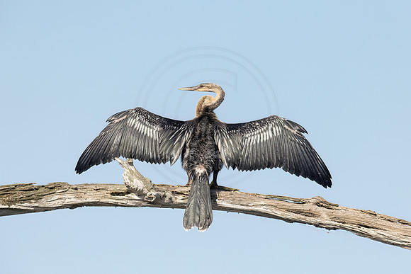 1512 anhinga (IMG_9831) April 27, 2022