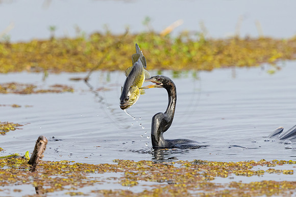 104 anhinga (IMG_7271) April 22, 2022