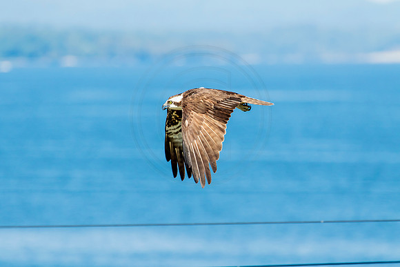 Osprey in Crown Point