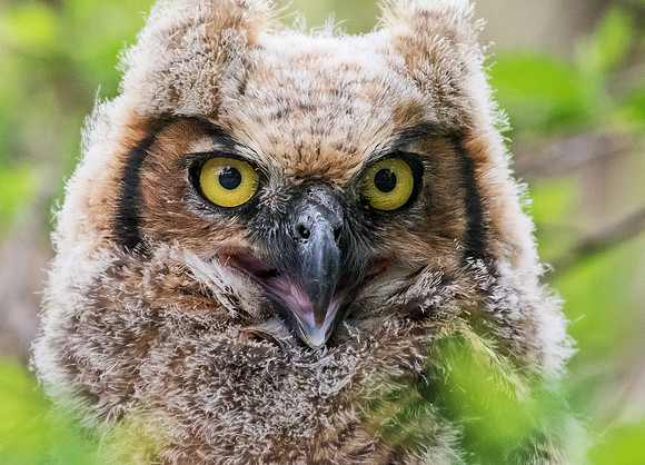 Immature Great Horned Owl