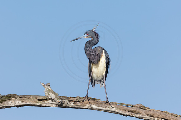 31 tri colored heron (IMG_9097) April 27, 2022