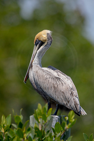 275 pelican (6F3A7764) April 15, 2021