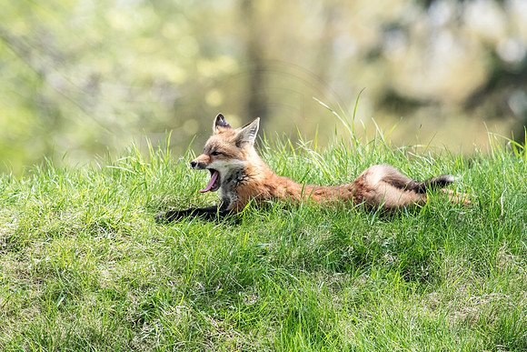 Red Fox in Crown Point