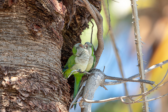 1199 monk parakeet (6F3A5111) April 18, 2021