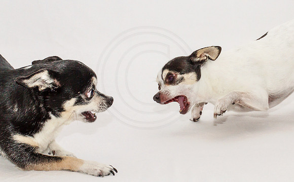 Chihuahua's goofing off