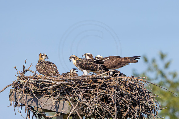 146 osprey (IMG_5618) July 9, 2022