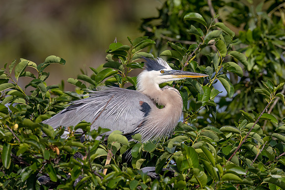 1709 great blue heron (IMG_1488) April 27, 2022