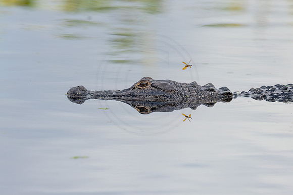 1528 alligator (IMG_9993) April 27, 2022