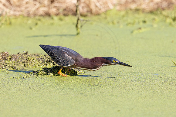 513 green heron (IMG_0589) April 24, 2022