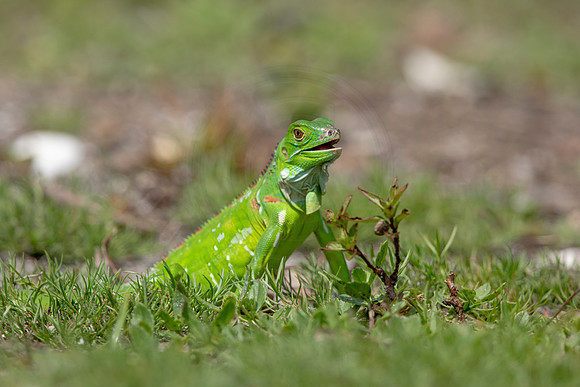 371 iguana (6F3A8398) April 15, 2021