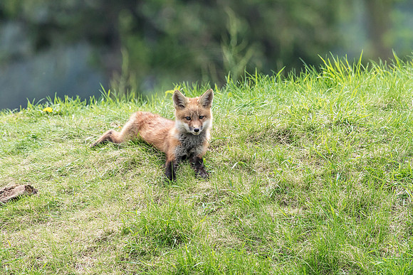 Red Fox in Crown Point