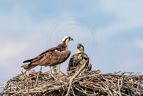 Osprey in Crown Point