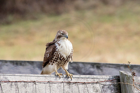 Immature Red Tailed Hawk