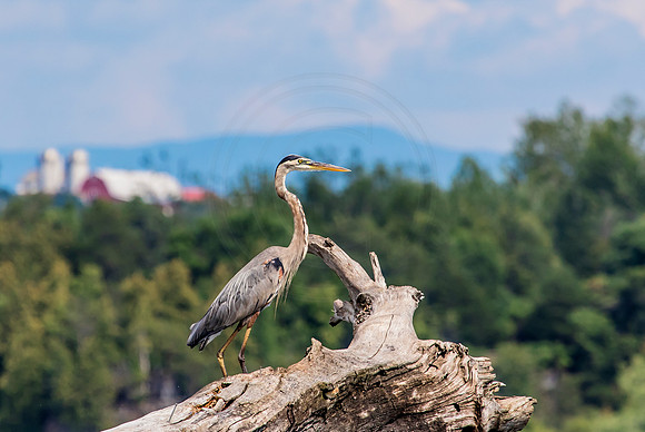 Great Blue Heron on Lake Champlain