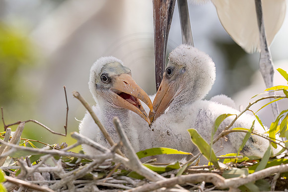 926 wood stork (IMG_5415) April 26, 2022