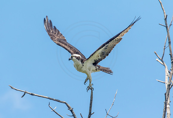 Osprey in Crown Point