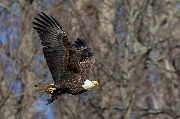 Bald Eagle in flight