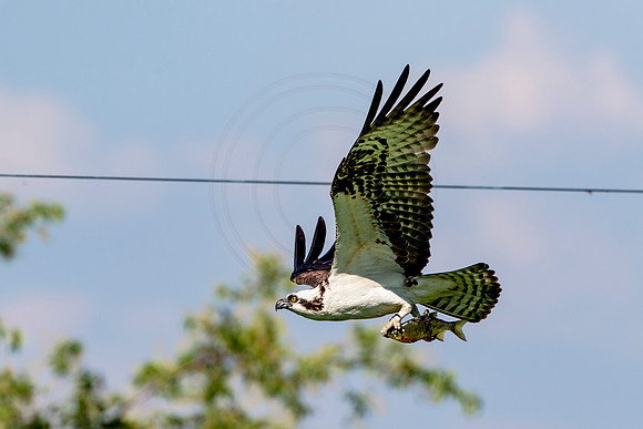 Osprey in Crown Point
