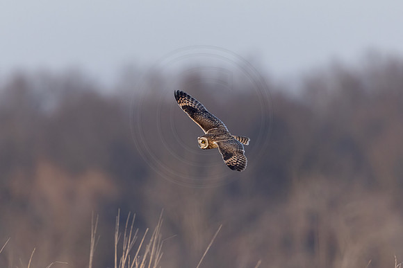 461 short eared owl (IMG_9481) December 21, 2022