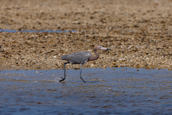 174 reddish egrets (6F3A6730) April 15, 2021