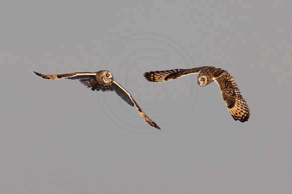 25 short-eared owl (IMG_3198) February 6, 2022