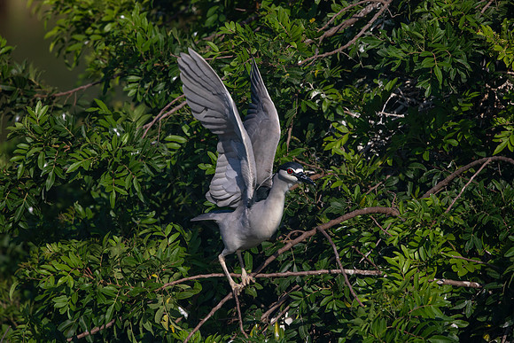 956 night heron(6F3A2810) April 18, 2021