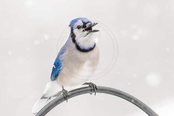 Blue Jay in a snow storm