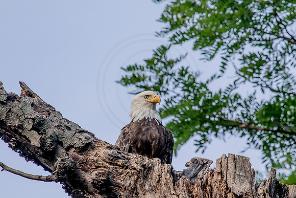 Bald Eagle Perched in a tree