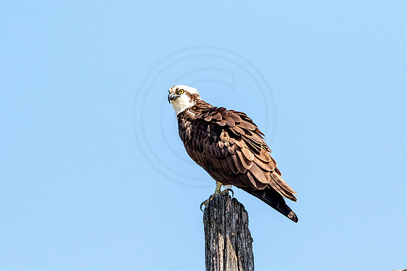 Osprey in Crown Point