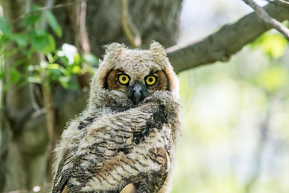 Great Horned Owllet