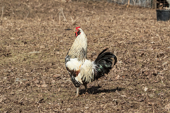 Rooster in Millbrook, NY