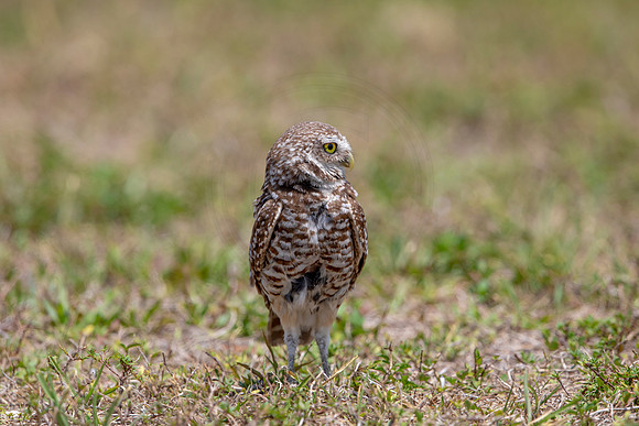 768 burrowing owl (6F3A1622) April 17, 2021