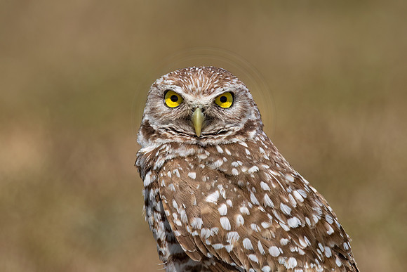 1033 burrowing owl (IMG_6432) April 26, 2022