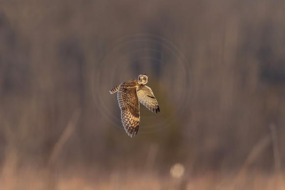 435 short eared owl (IMG_9269) December 21, 2022