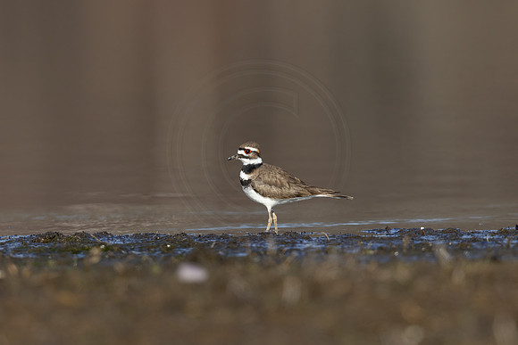 63 killdeer (IMG_4235) March 26, 2022