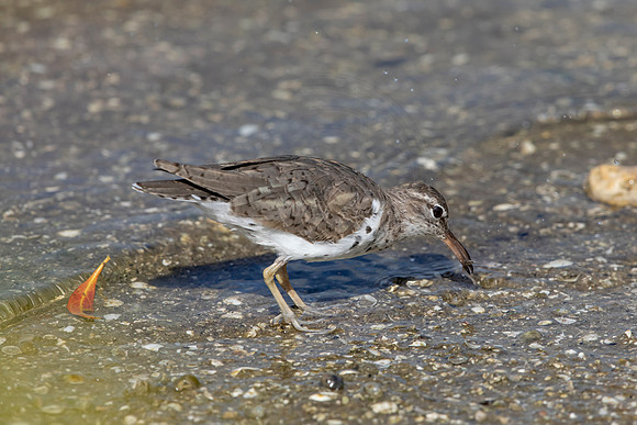 149 shorebird (6F3A6586) April 15, 2021
