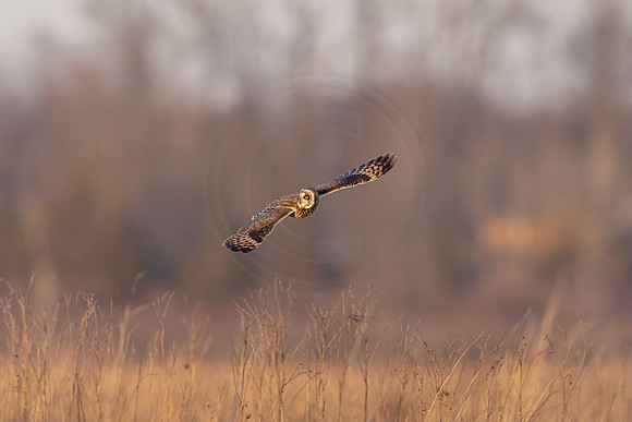 500 short eared owl (IMG_9745) December 21, 2022