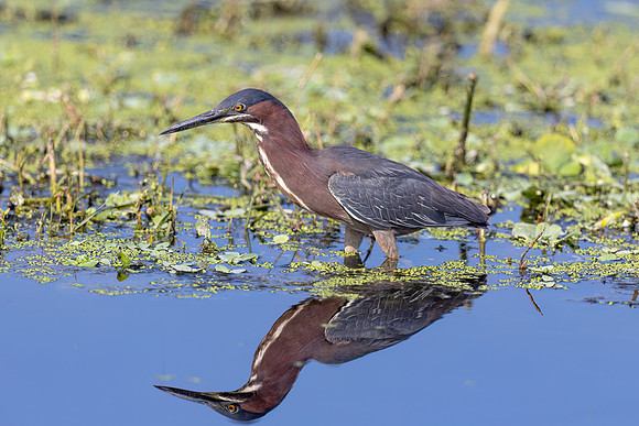1519 green heron (IMG_9890) April 27, 2022