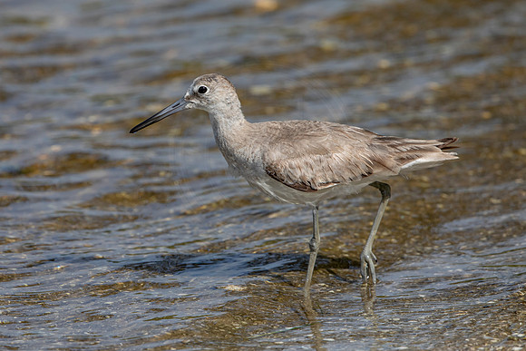 162 shorebird (6F3A6631) April 15, 2021