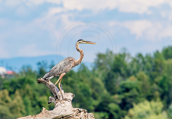 Great Blue Heron on Lake Champlain