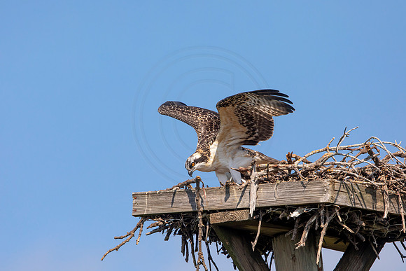 138 osprey (6F3A6505) April 15, 2021