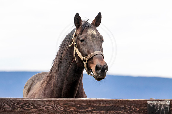 Horse at Blue Chip Farms