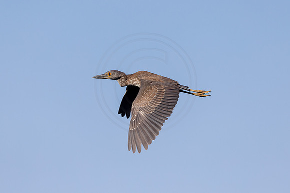 28 juvenile night heron (IMG_9194) April 27, 2022