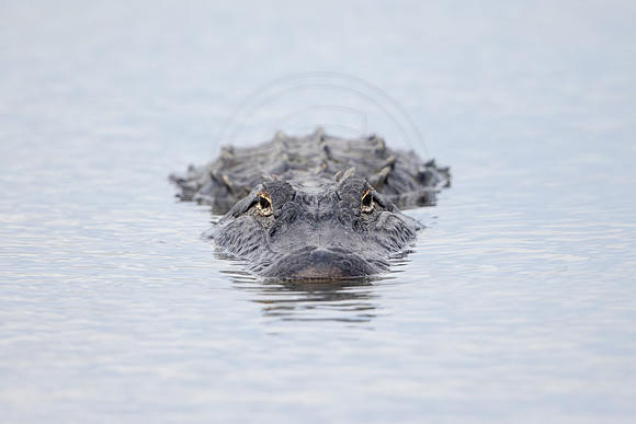 184 gator (IMG_8361) April 22, 2022