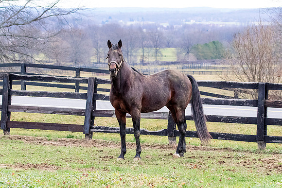 Horse at Blue Chip Farms