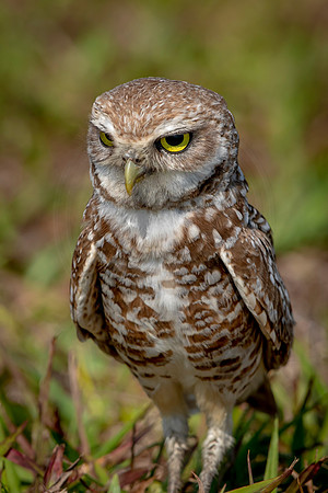 943 burrowing owl (6F3A2666) April 17, 2021
