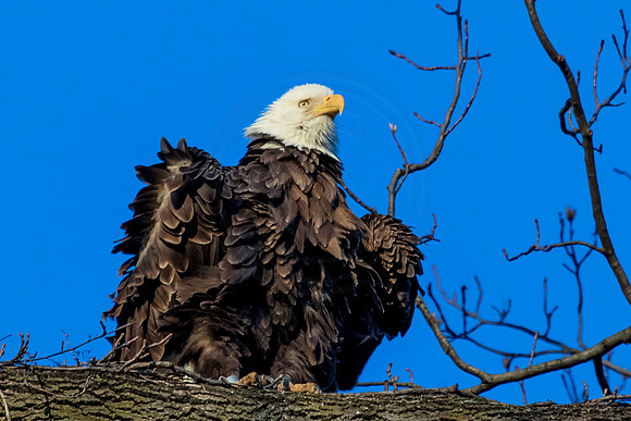 Bald Eagle Perched in a tree