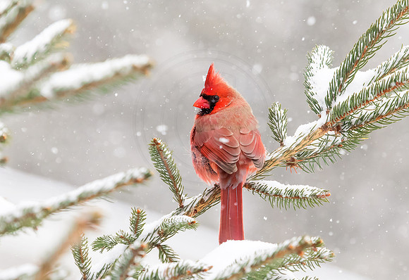 Cardinal in the snow