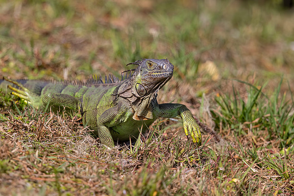 1673 iguana (IMG_1210) April 27, 2022