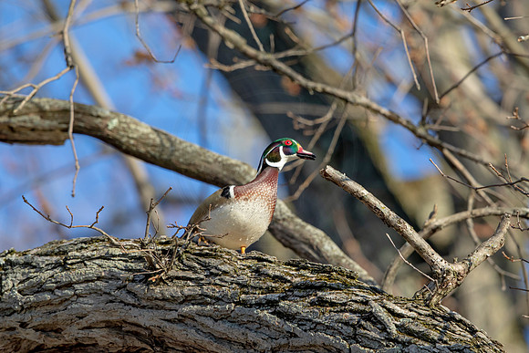 261 wood duck (AF3A4337) March 20, 2021